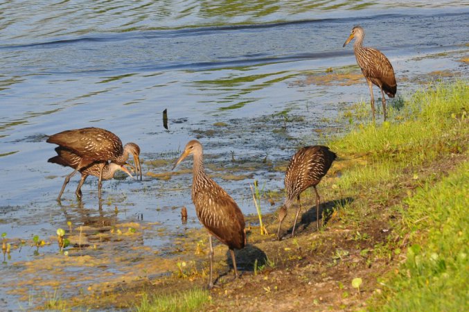 Photo (4): Limpkin