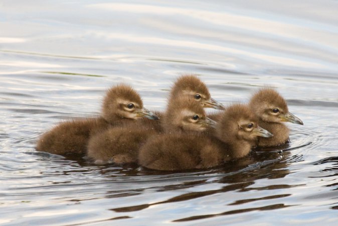 Photo (24): Limpkin