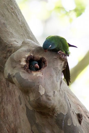 Photo (4): Blue-crowned Parakeet