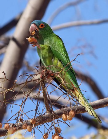 Photo (3): Blue-crowned Parakeet