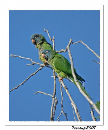 Photo (6): Blue-crowned Parakeet
