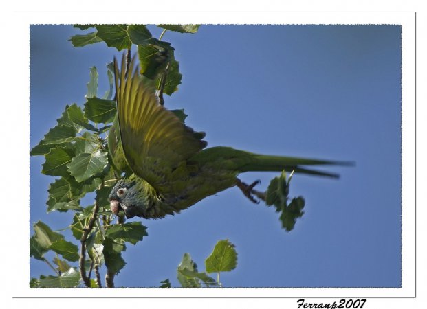 Photo (5): Blue-crowned Parakeet