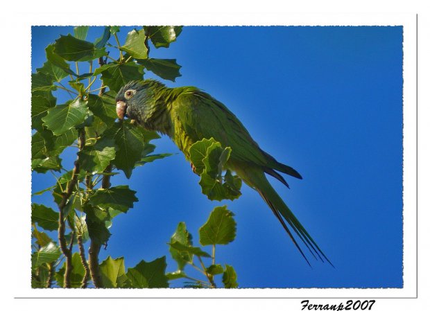 Photo (11): Blue-crowned Parakeet