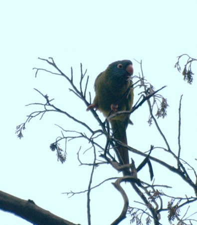 Photo (9): Blue-crowned Parakeet