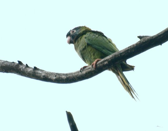 Photo (10): Blue-crowned Parakeet