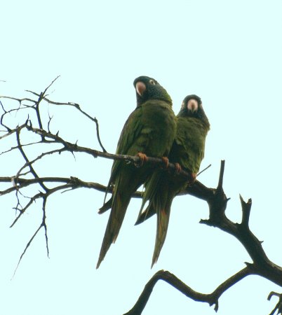 Photo (12): Blue-crowned Parakeet