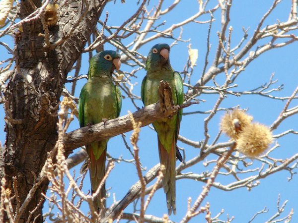 Photo (2): Blue-crowned Parakeet