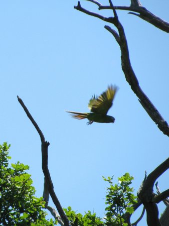 Photo (8): Blue-crowned Parakeet