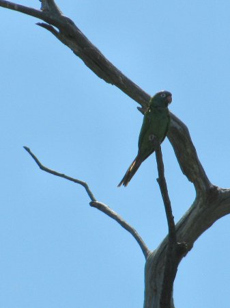 Photo (7): Blue-crowned Parakeet