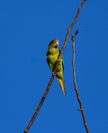 Photo (6): Orange-fronted Parakeet