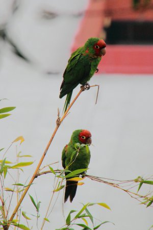 Photo (18): Red-masked Parakeet