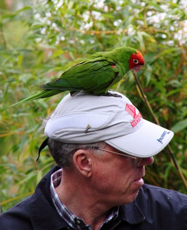 Photo (10): Red-masked Parakeet