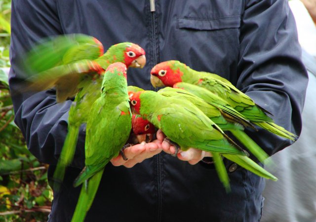 Photo (11): Red-masked Parakeet