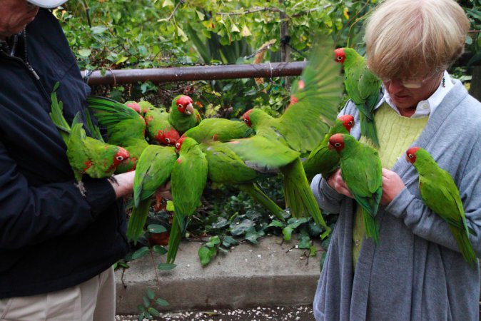 Photo (3): Red-masked Parakeet