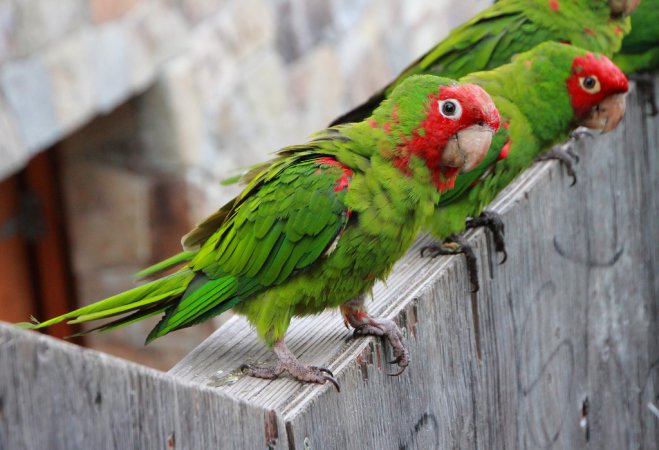 Photo (1): Red-masked Parakeet