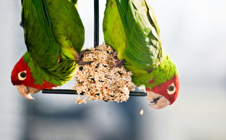 Photo (12): Red-masked Parakeet