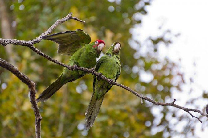 Photo (16): Red-masked Parakeet