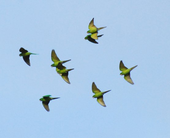 Photo (5): Green Parakeet