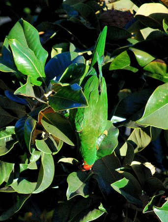 Photo (9): Mitred Parakeet