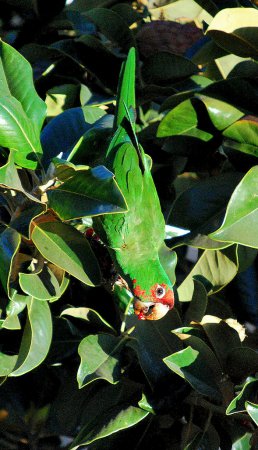 Photo (4): Mitred Parakeet