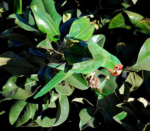 Photo (3): Mitred Parakeet