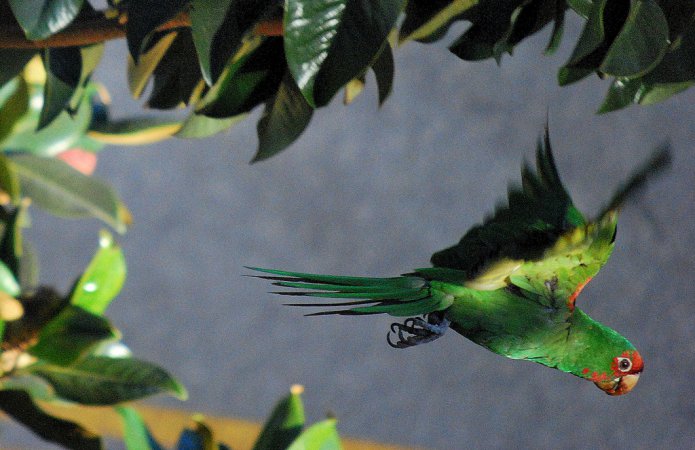 Photo (1): Mitred Parakeet