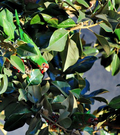 Photo (10): Mitred Parakeet