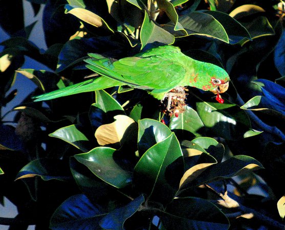 Photo (2): Mitred Parakeet