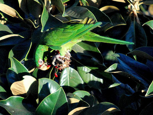 Photo (12): Mitred Parakeet