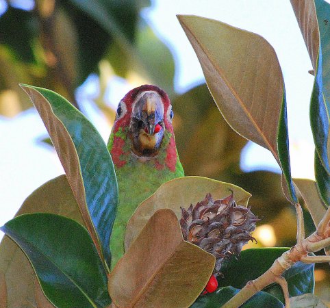 Photo (7): Mitred Parakeet