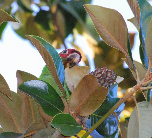 Photo (8): Mitred Parakeet