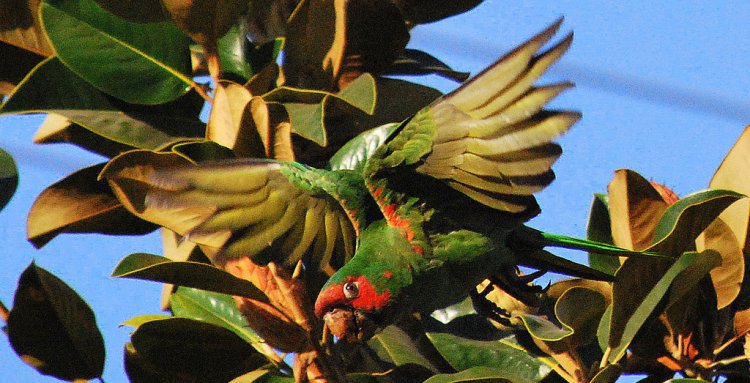 Photo (6): Mitred Parakeet