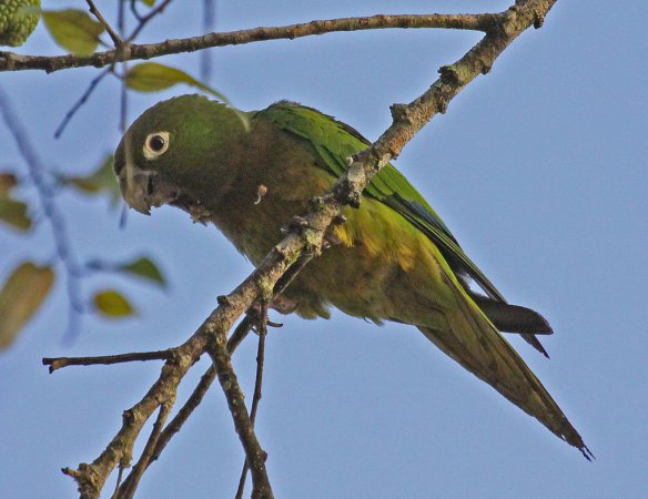 Photo (1): Olive-throated Parakeet