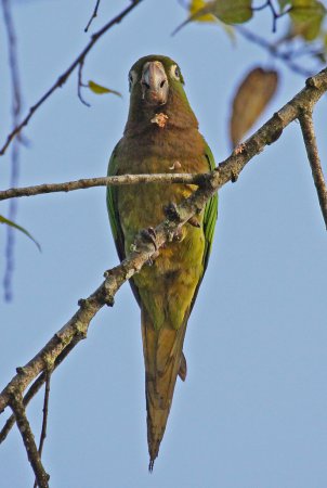 Photo (3): Olive-throated Parakeet