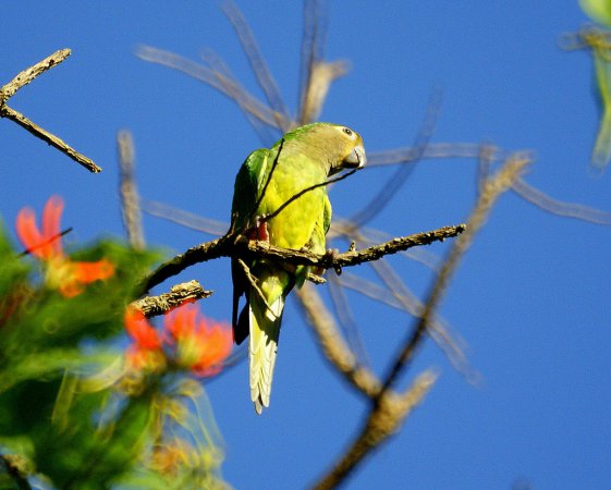 Photo (10): Brown-throated Parakeet