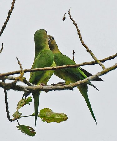 Photo (13): Brown-throated Parakeet