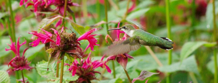 Photo (14): Ruby-throated Hummingbird