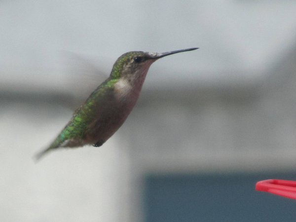 Photo (16): Ruby-throated Hummingbird