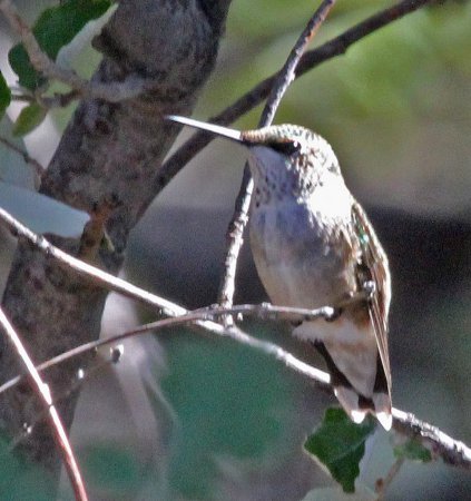 Photo (20): Ruby-throated Hummingbird