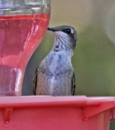 Photo (17): Ruby-throated Hummingbird