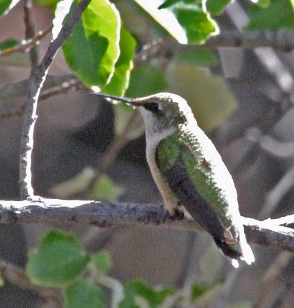 Photo (18): Ruby-throated Hummingbird