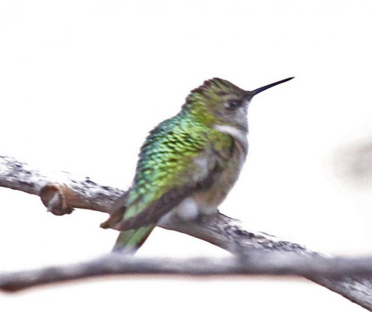 Photo (21): Ruby-throated Hummingbird