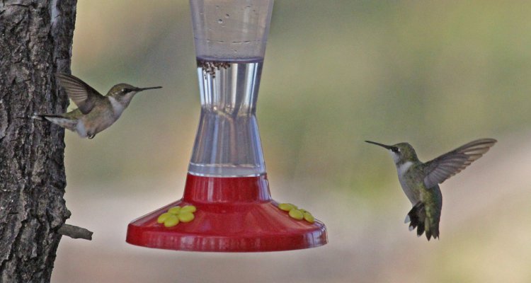 Photo (15): Ruby-throated Hummingbird