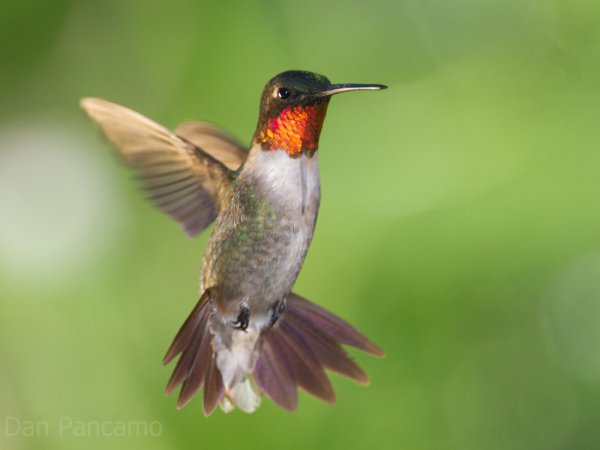 Photo (7): Ruby-throated Hummingbird