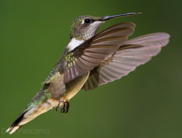 Photo (2): Ruby-throated Hummingbird