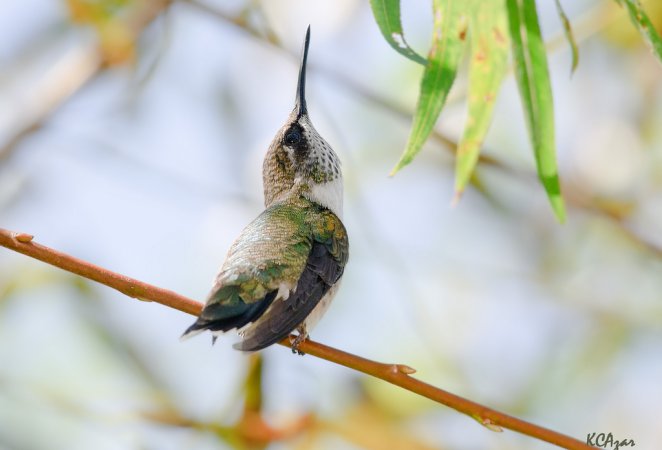 Photo (4): Ruby-throated Hummingbird