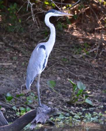Photo (17): Cocoi Heron