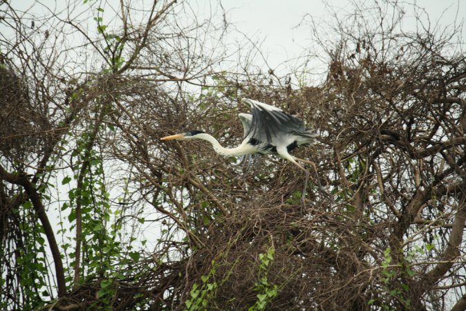 Photo (11): Cocoi Heron