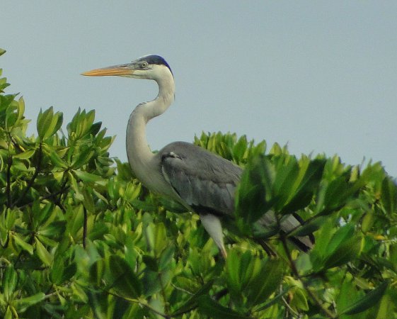 Photo (14): Cocoi Heron