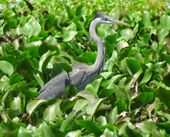 Photo (18): Cocoi Heron